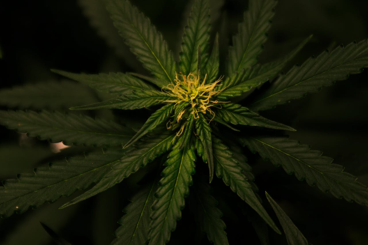 Detailed view of a cannabis plant with vibrant green foliage and intricate leaf patterns.