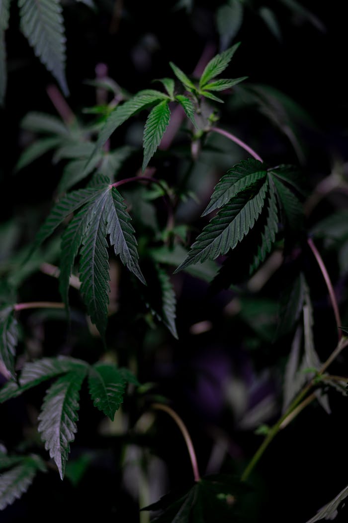 Detailed close-up of green cannabis leaves with dark background highlighting their texture and freshness.