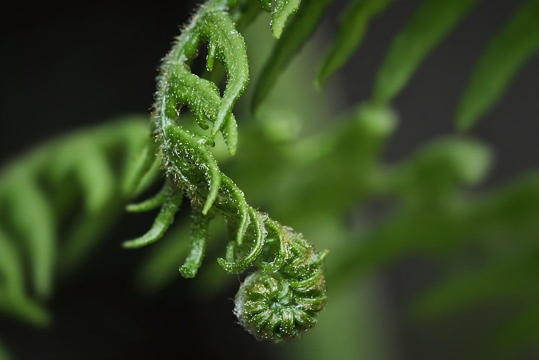 Photo Cannabis seeds