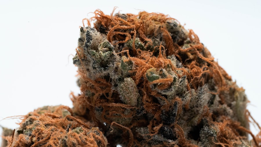 Photo Cannabis plants