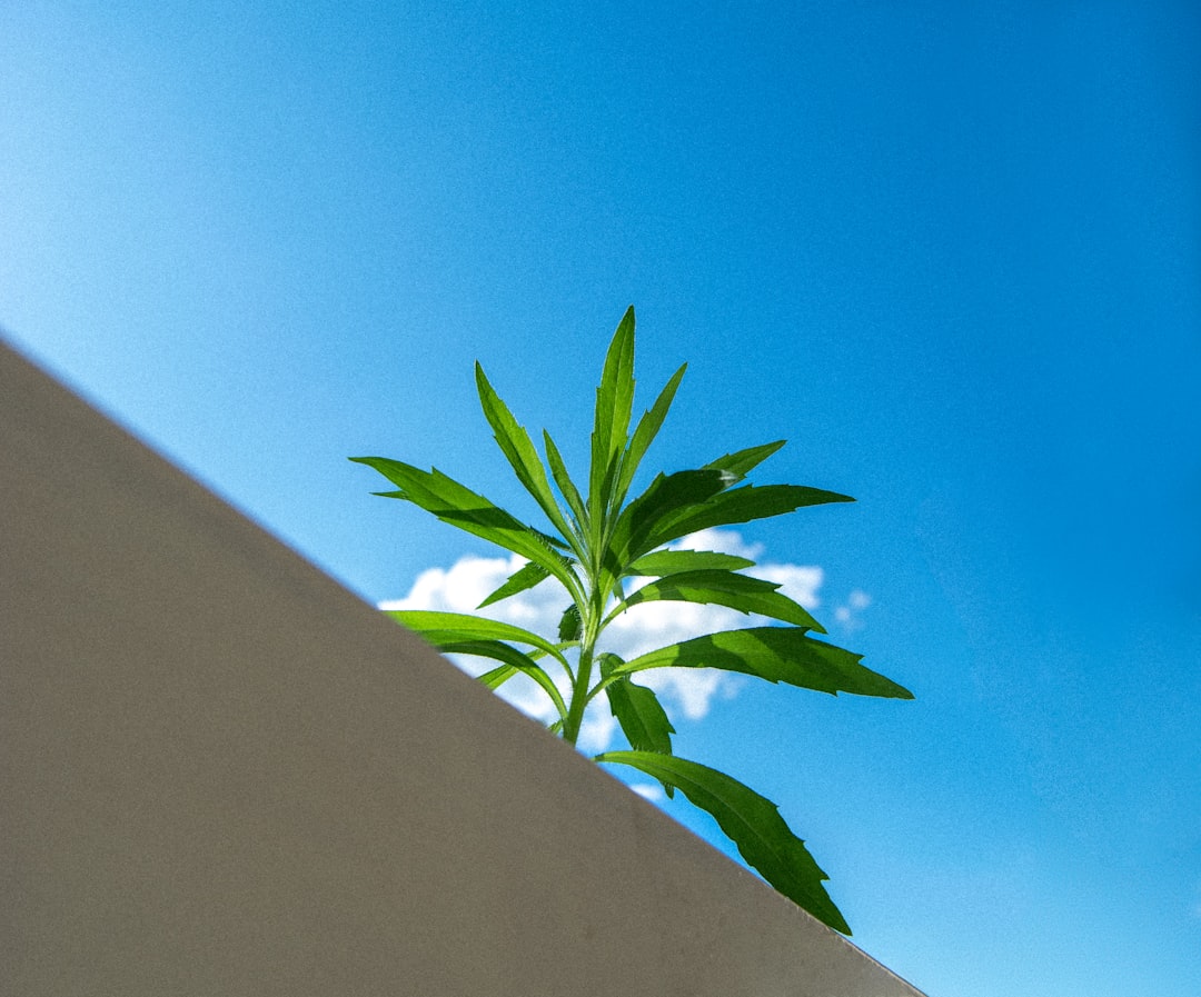 Photo Outdoor cannabis plants