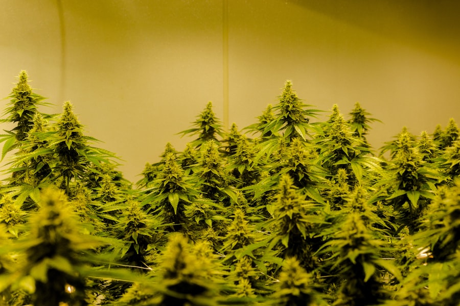 Photo Cannabis plant