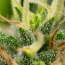 Auto Pablo Escobar Seeds