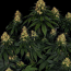 Skywalker OG Auto Seeds