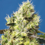 Sweet Gelato Auto Seeds